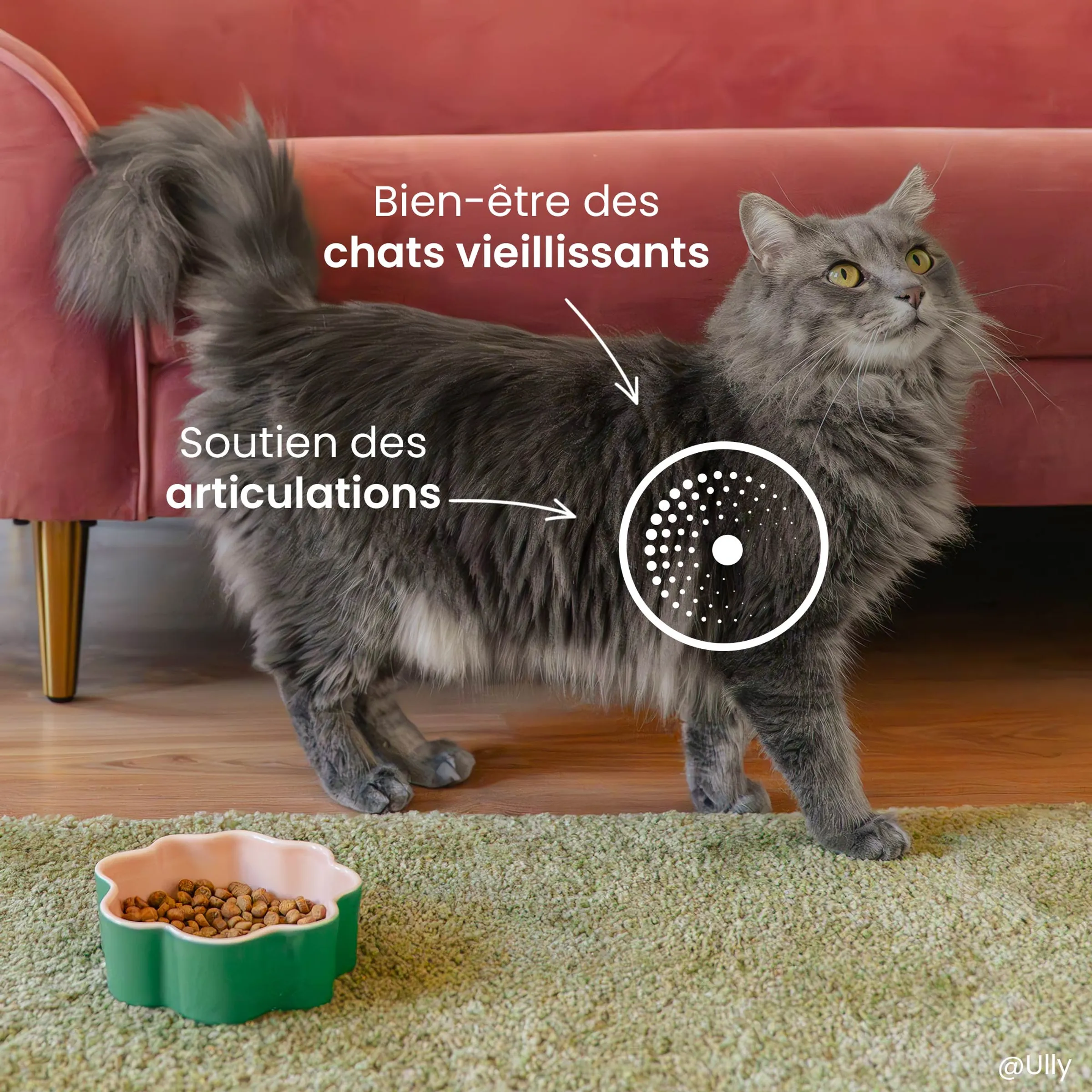Croquettes Senior 7+ pour chat stérilisé - Care – Image 5