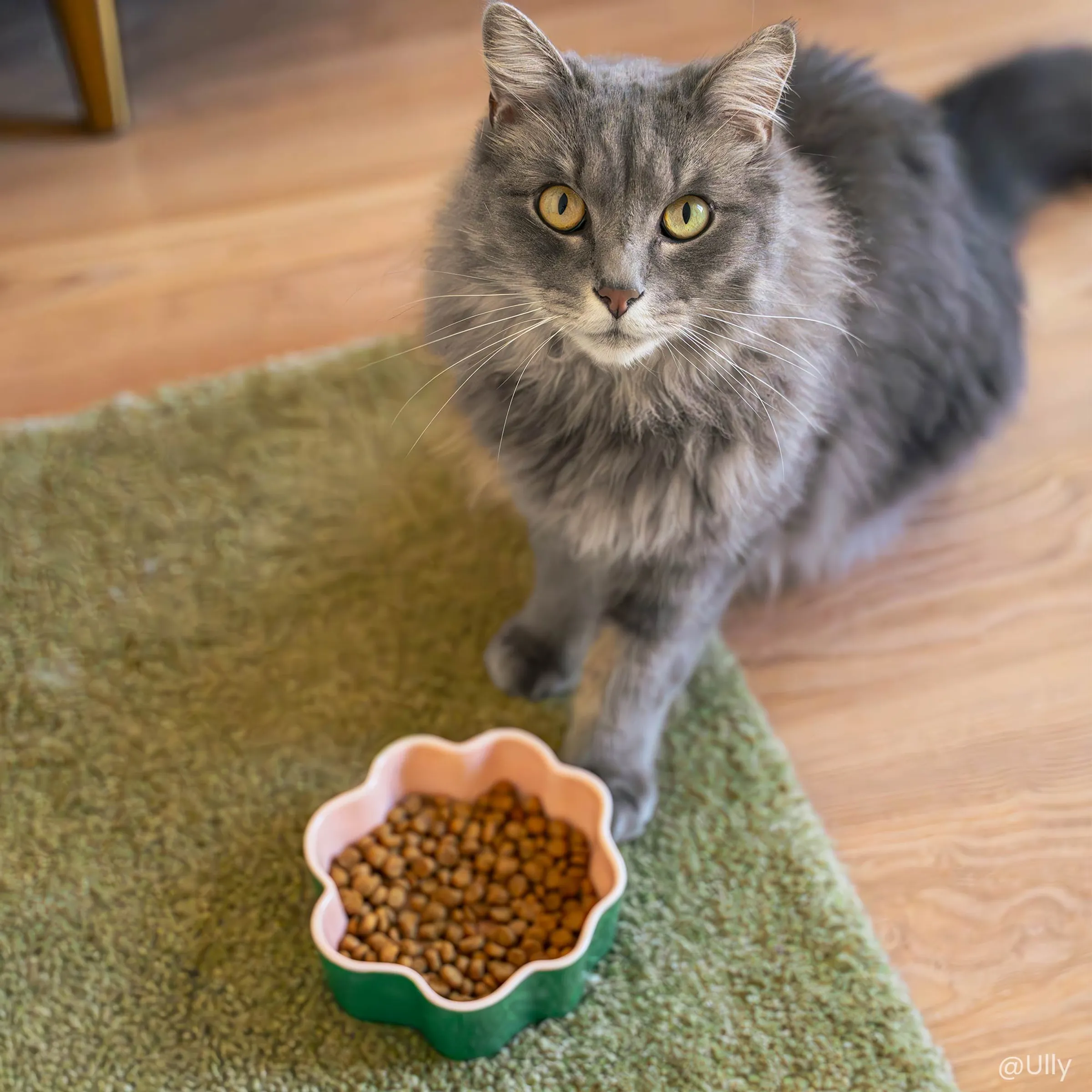 Croquettes Senior 7+ pour chat stérilisé - Care – Image 6